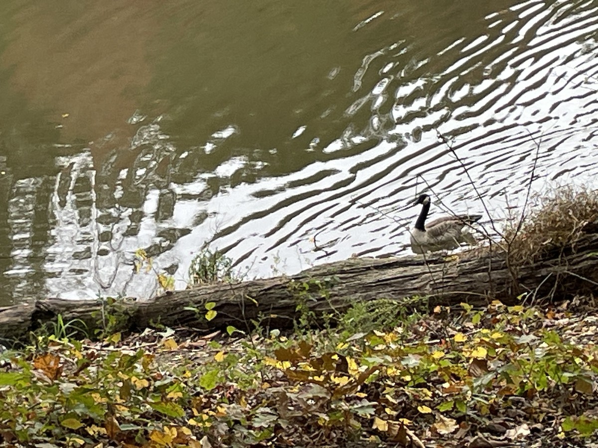 Cackling Goose - ML625523280