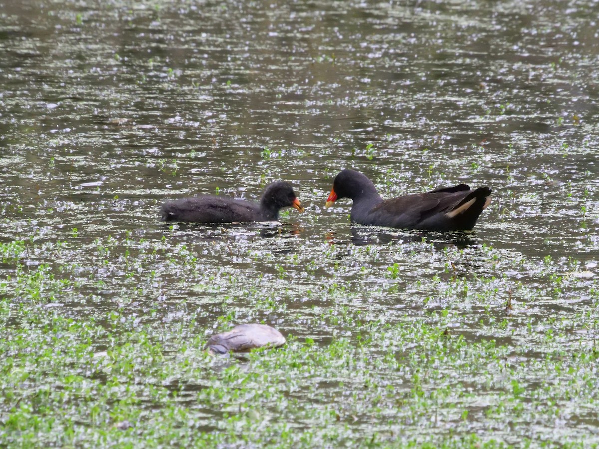Dusky Moorhen - ML625523334