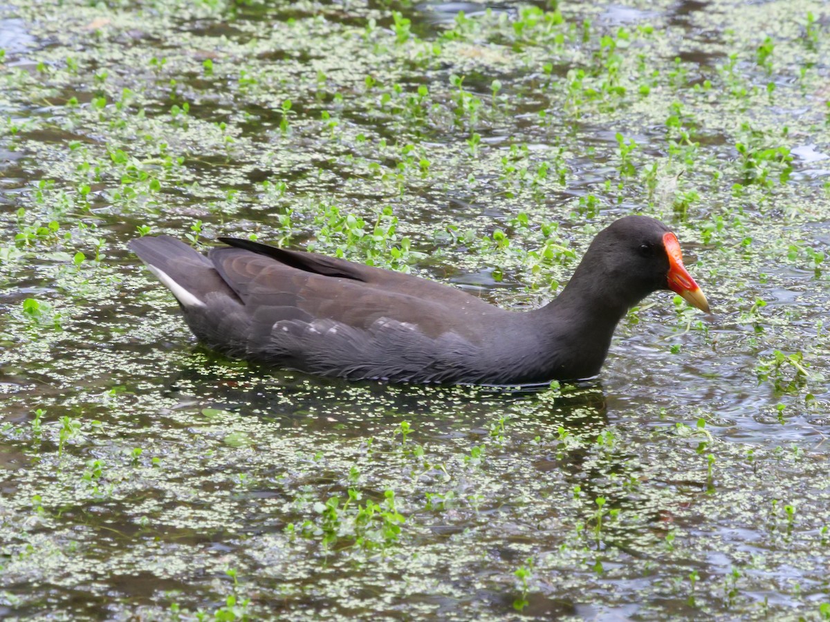 Dusky Moorhen - ML625523335