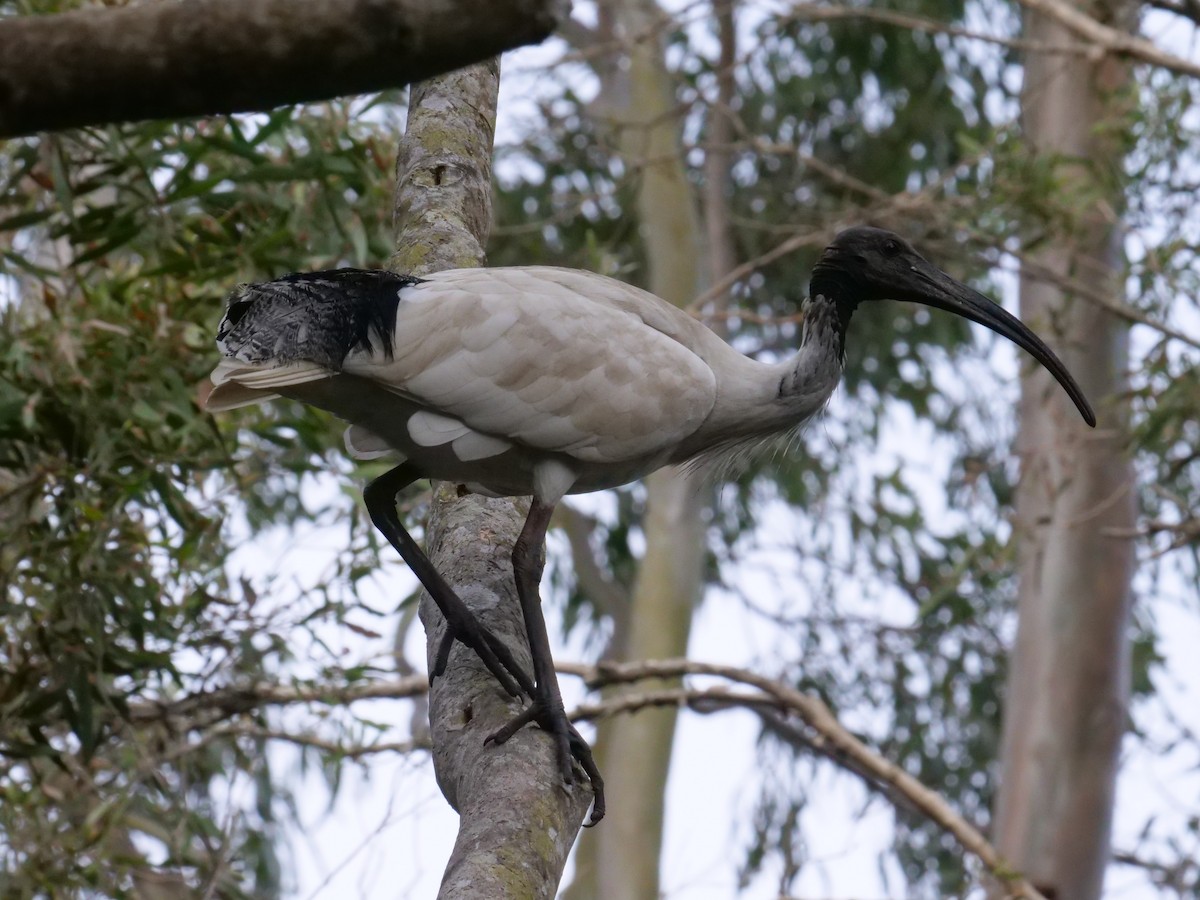 Australian Ibis - ML625523338