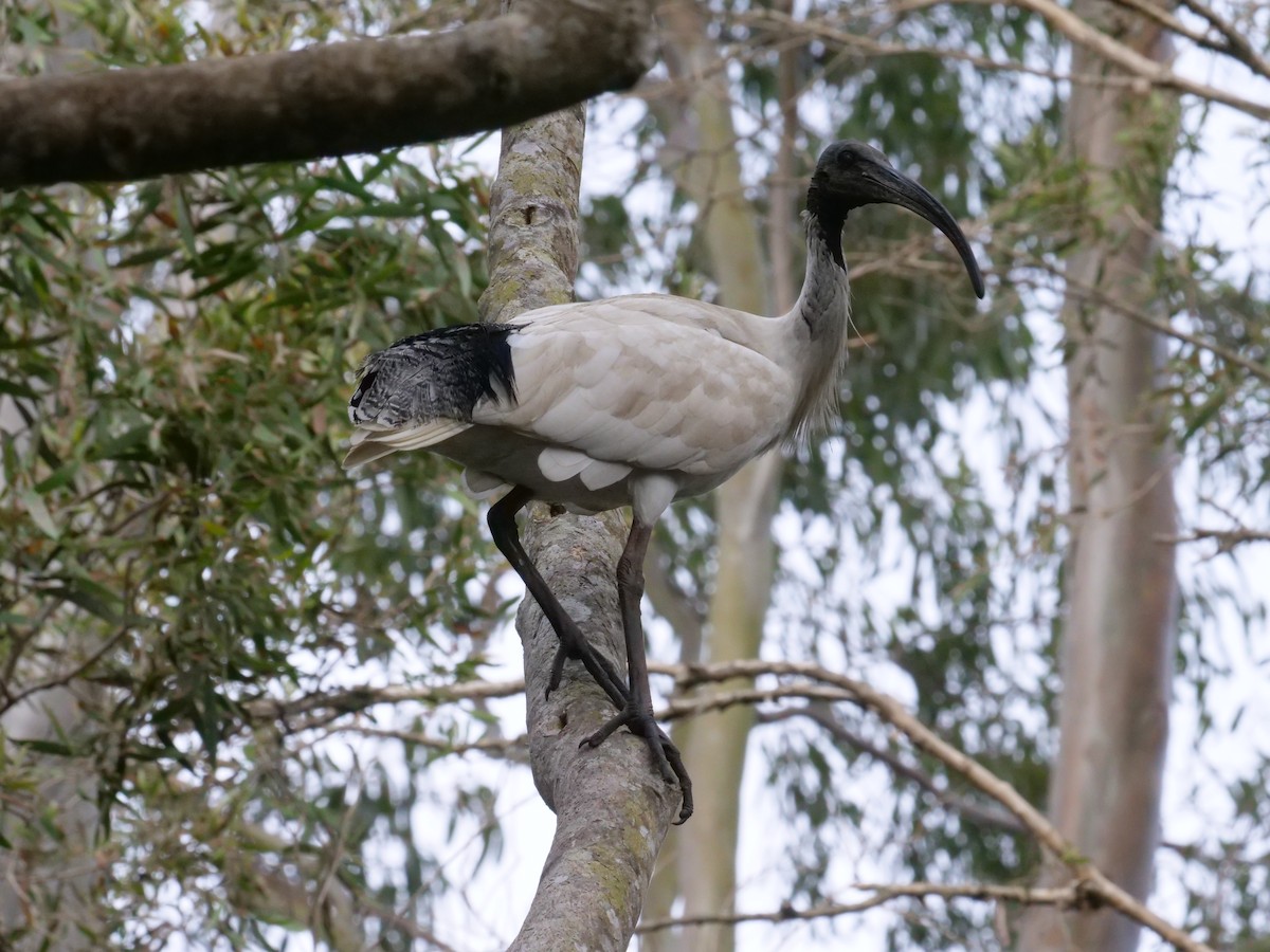 Australian Ibis - ML625523339