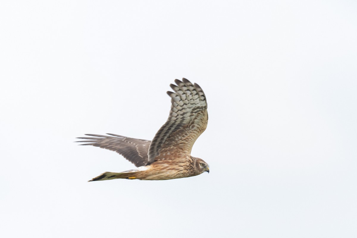 Hen Harrier - ML625523393