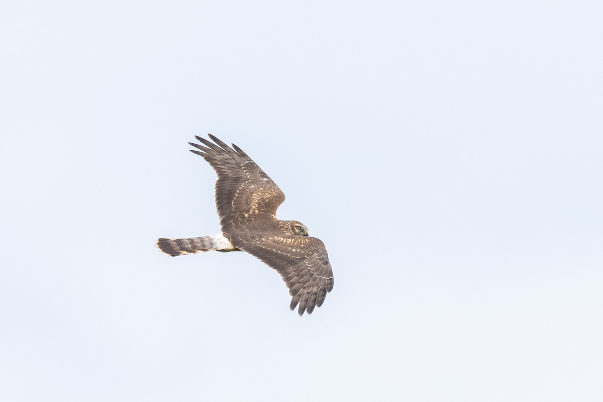 Hen Harrier - ML625523394