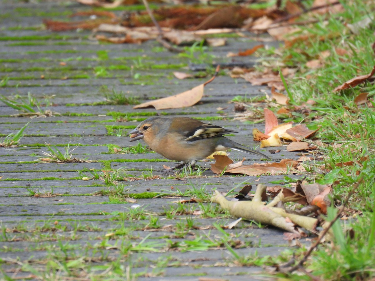 Azores Chaffinch - ML625523502