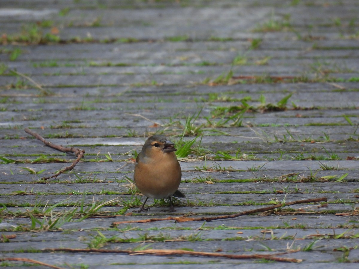 Azores Chaffinch - ML625523505