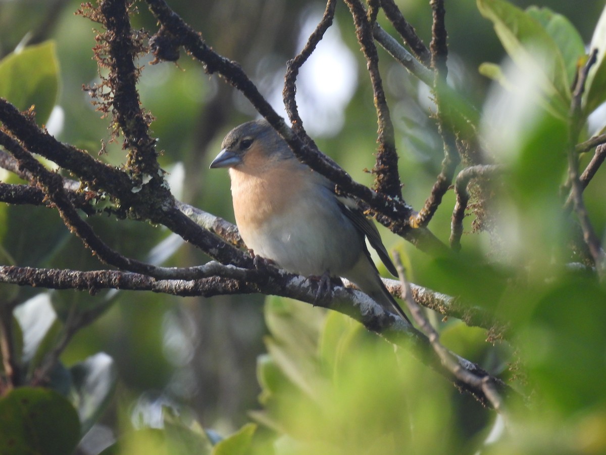 Azores Chaffinch - ML625523506