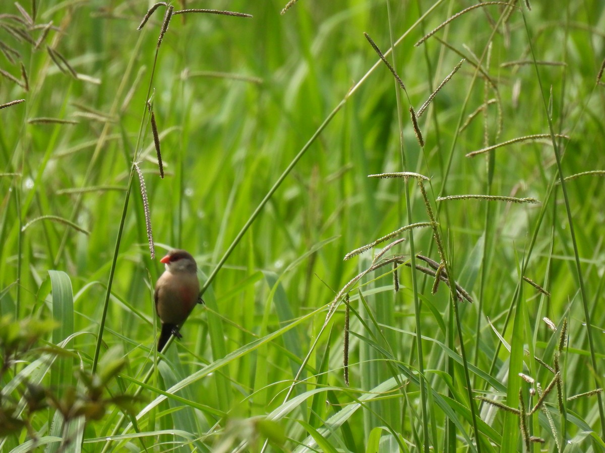 Common Waxbill - ML625523528