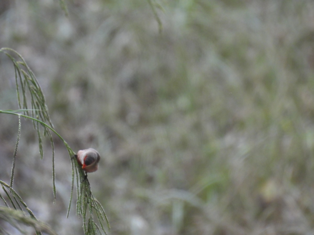 Common Waxbill - ML625523529