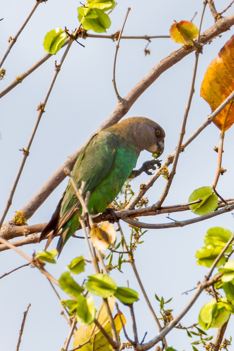 チャガシラハネナガインコ - ML625523565