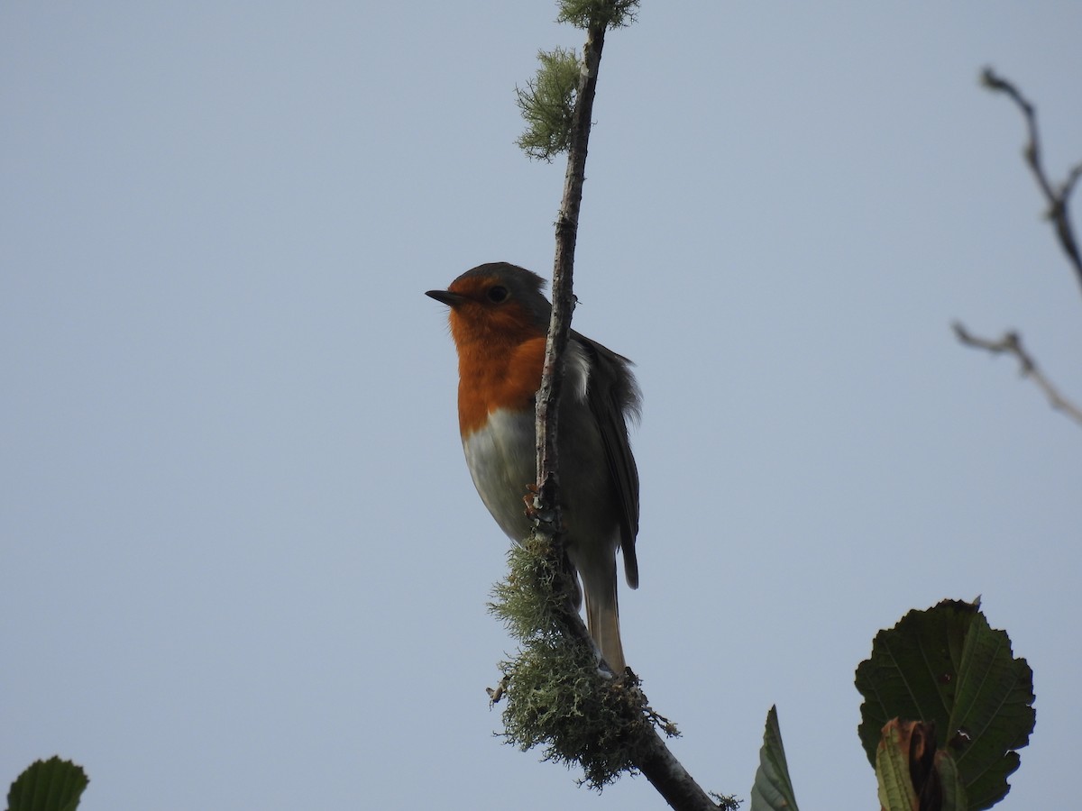 European Robin - ML625523579