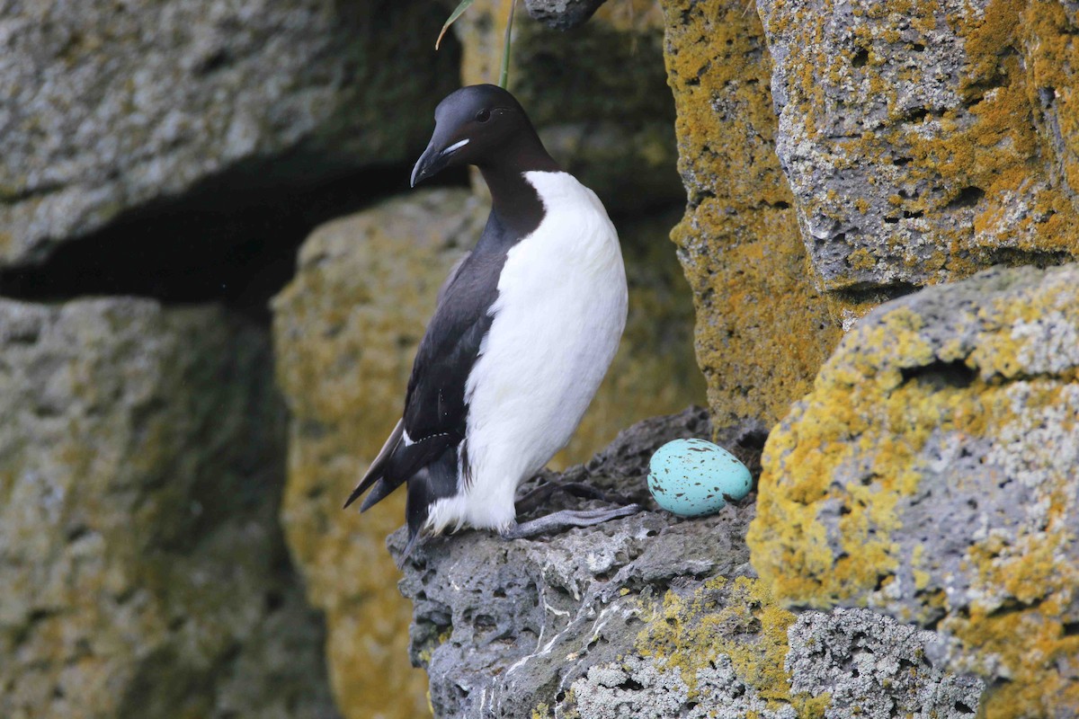 Thick-billed Murre - ML62552391