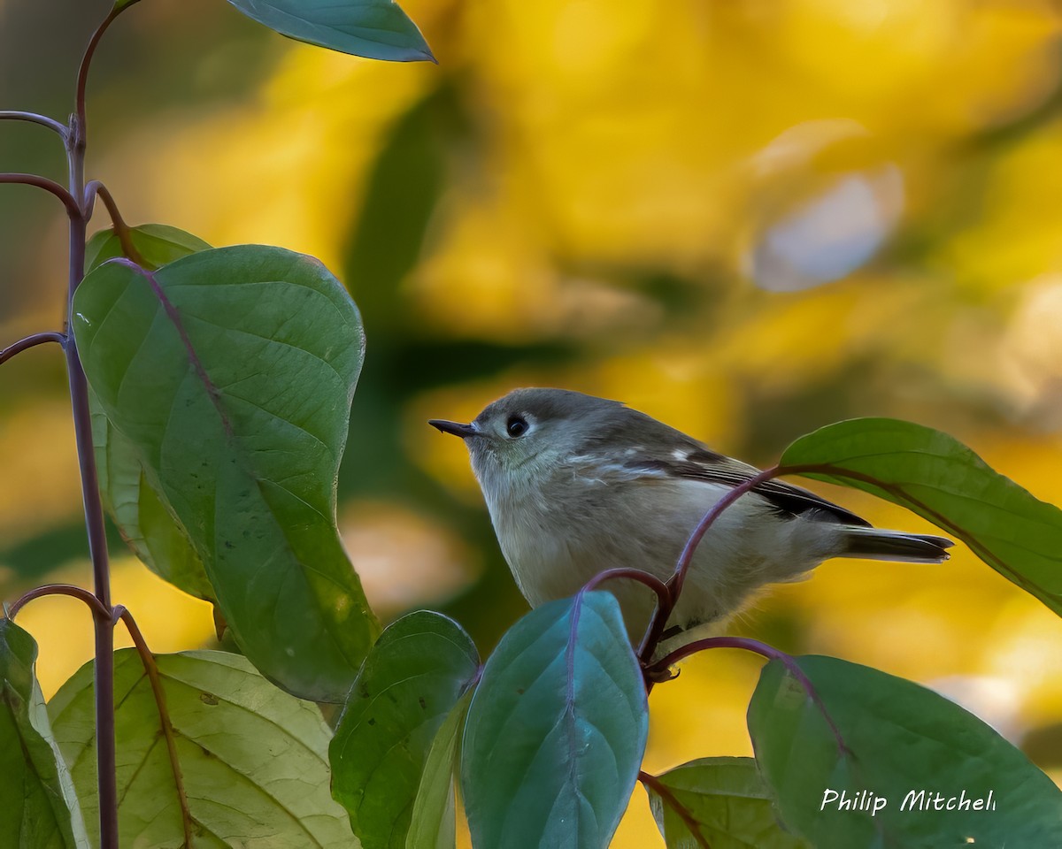 Ruby-crowned Kinglet - ML625524023