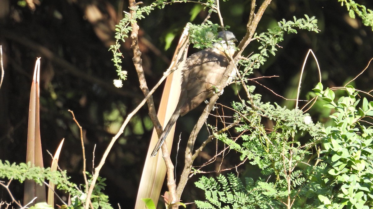 Dark-billed Cuckoo - ML625524117