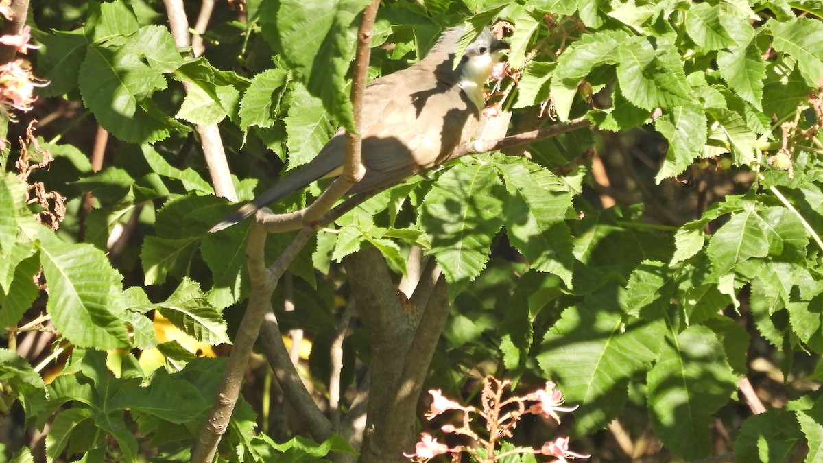 Dark-billed Cuckoo - ML625524118