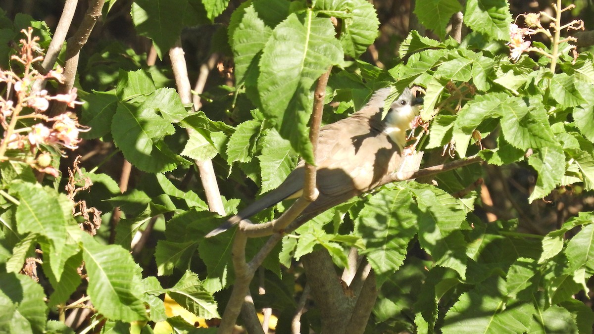 Dark-billed Cuckoo - ML625524120