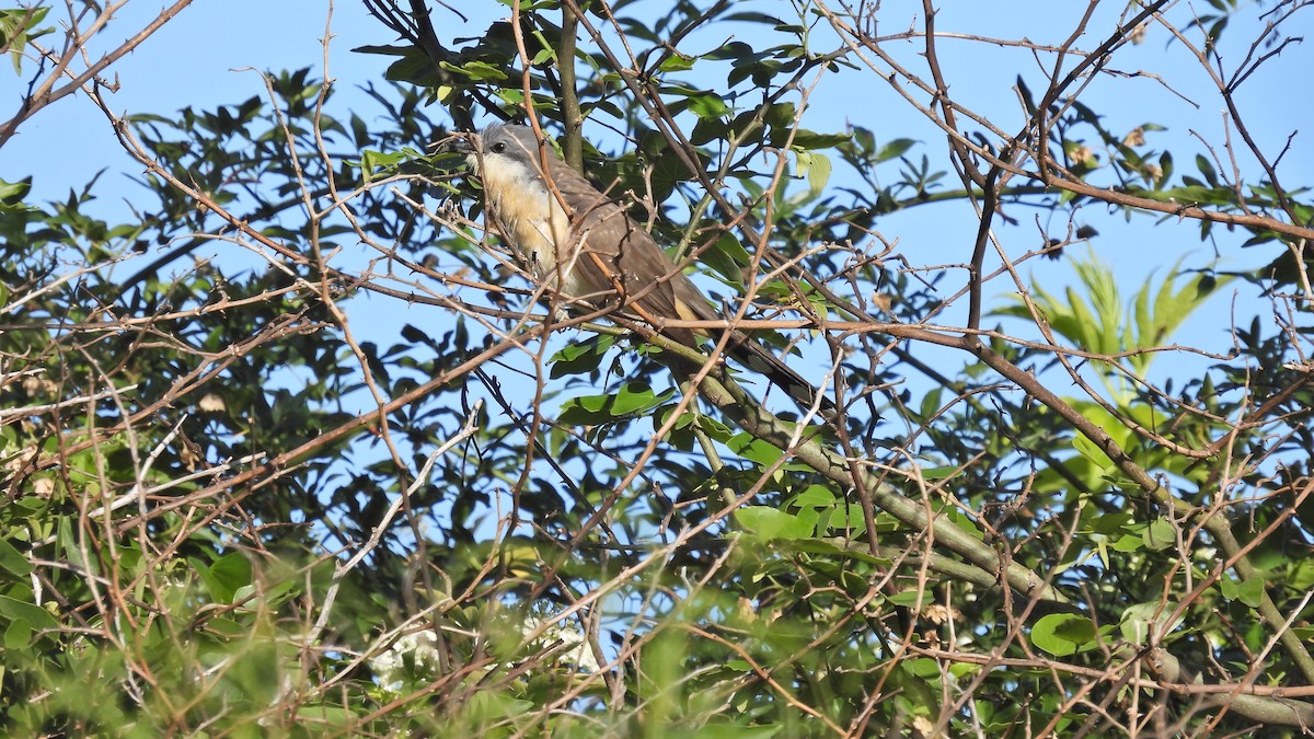 Dark-billed Cuckoo - ML625524121