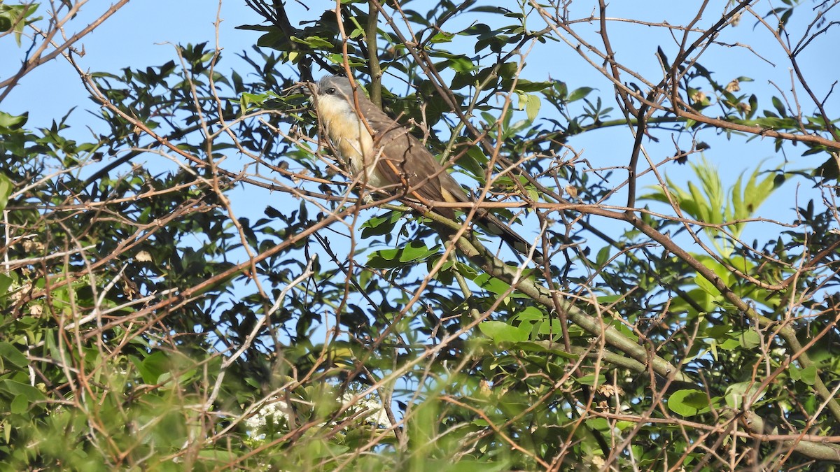 Dark-billed Cuckoo - Hugo Valderrey