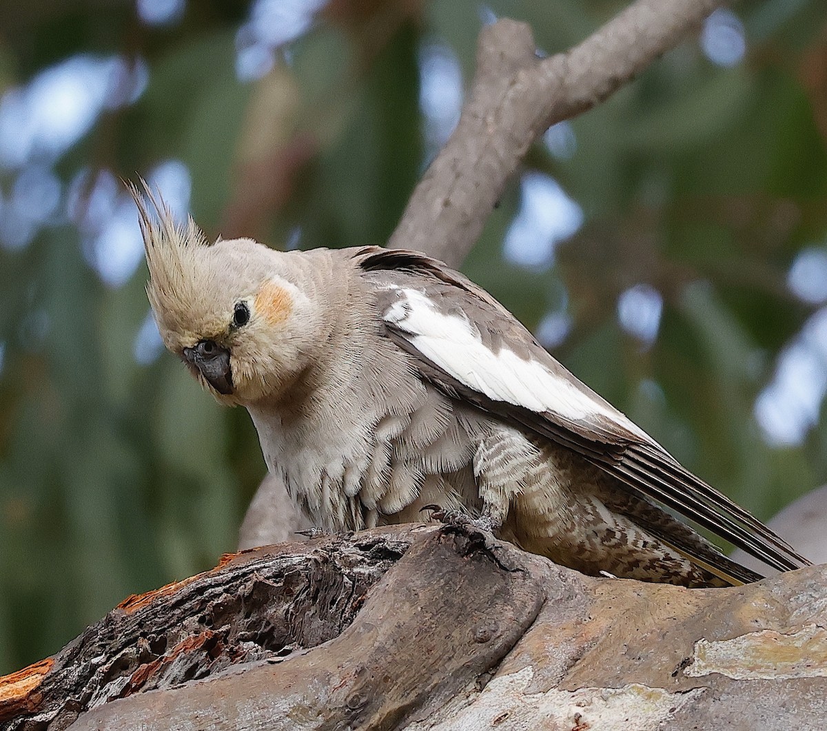 Cockatiel - ML625524220