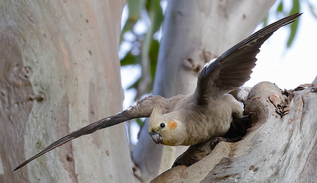 Cockatiel - ML625524246