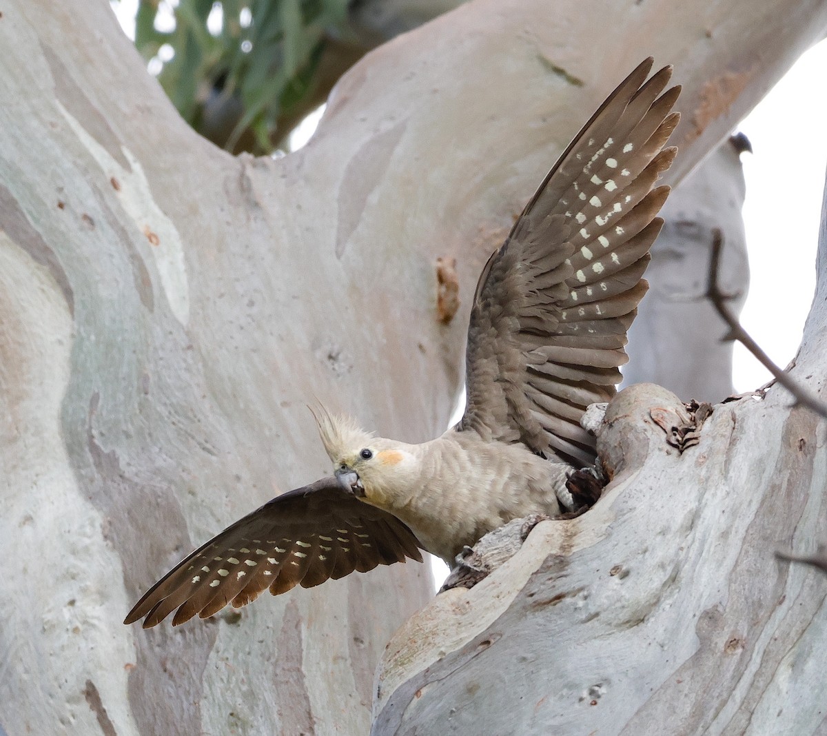 Cockatiel - ML625524277