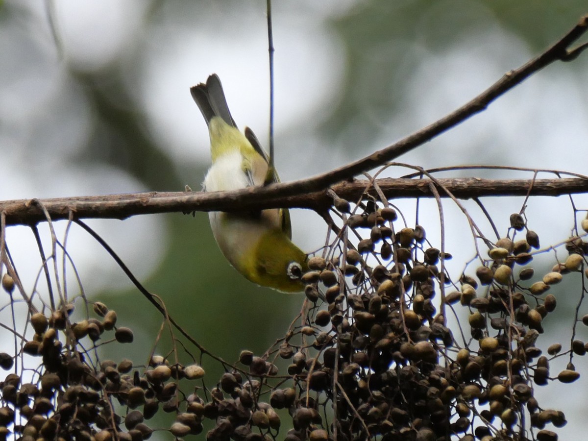 Japanbrillenvogel - ML625524459