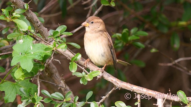 House Sparrow - ML625524701