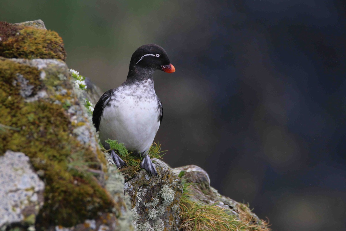 Parakeet Auklet - Ken Oeser