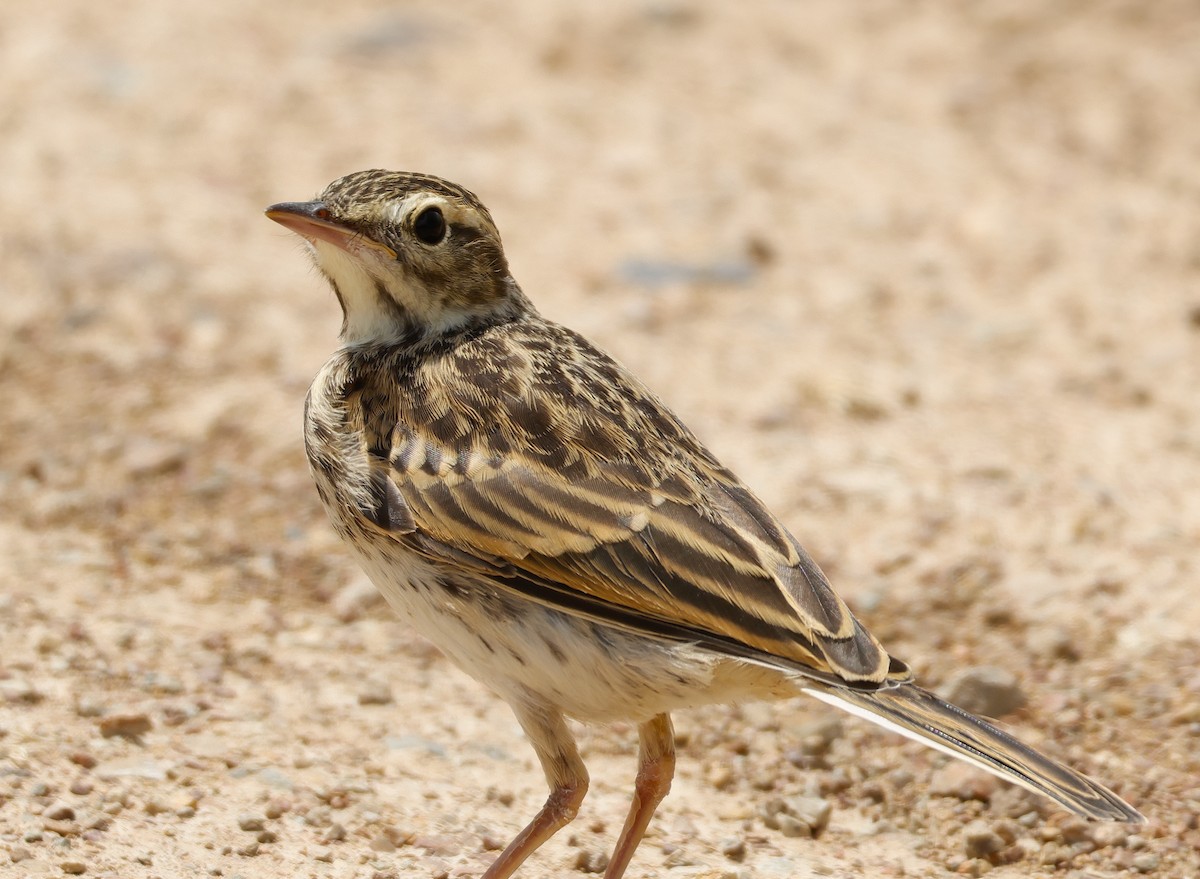 Australian Pipit - ML625524816