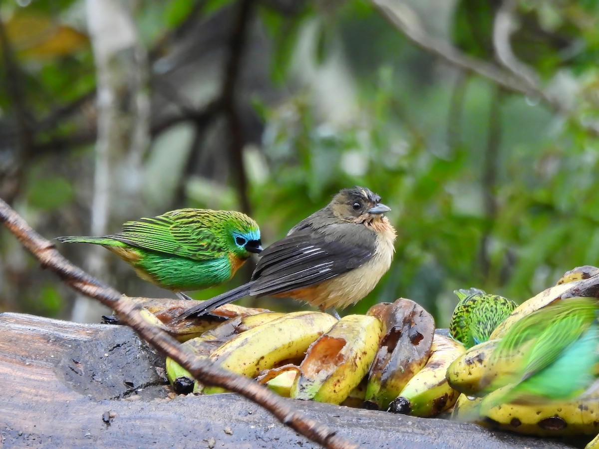 Black-goggled Tanager - ML625524821