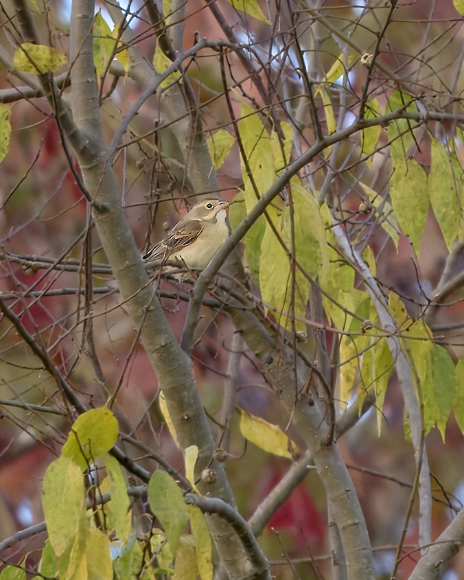 Dickcissel - ML625524899