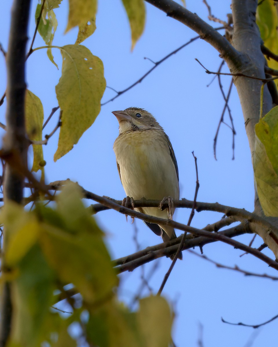 Dickcissel - ML625524900