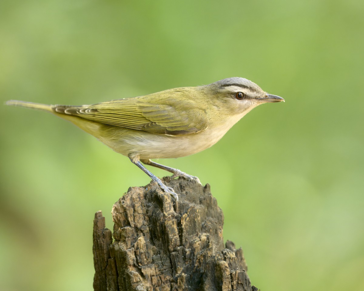 Red-eyed Vireo - ML625524943