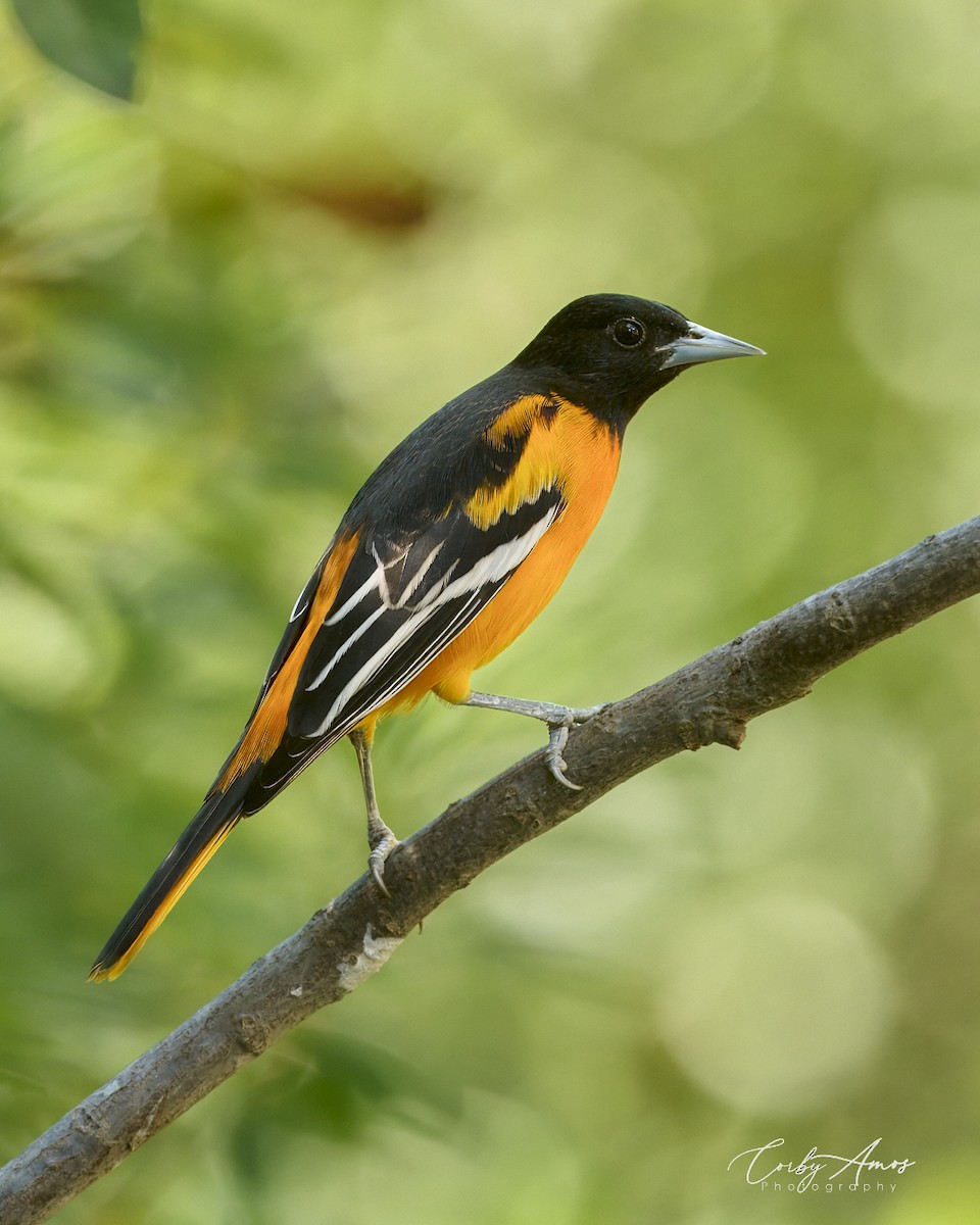 Baltimore Oriole - ML625524979