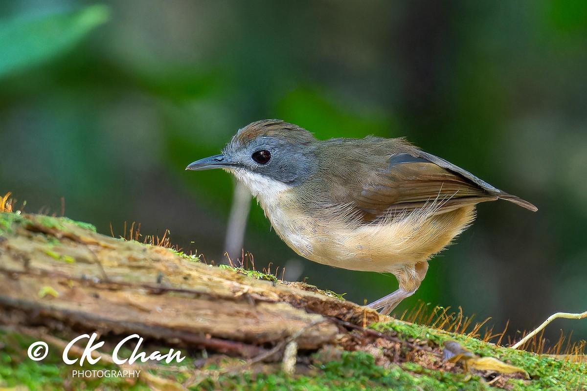 Short-tailed Babbler - ML625525041