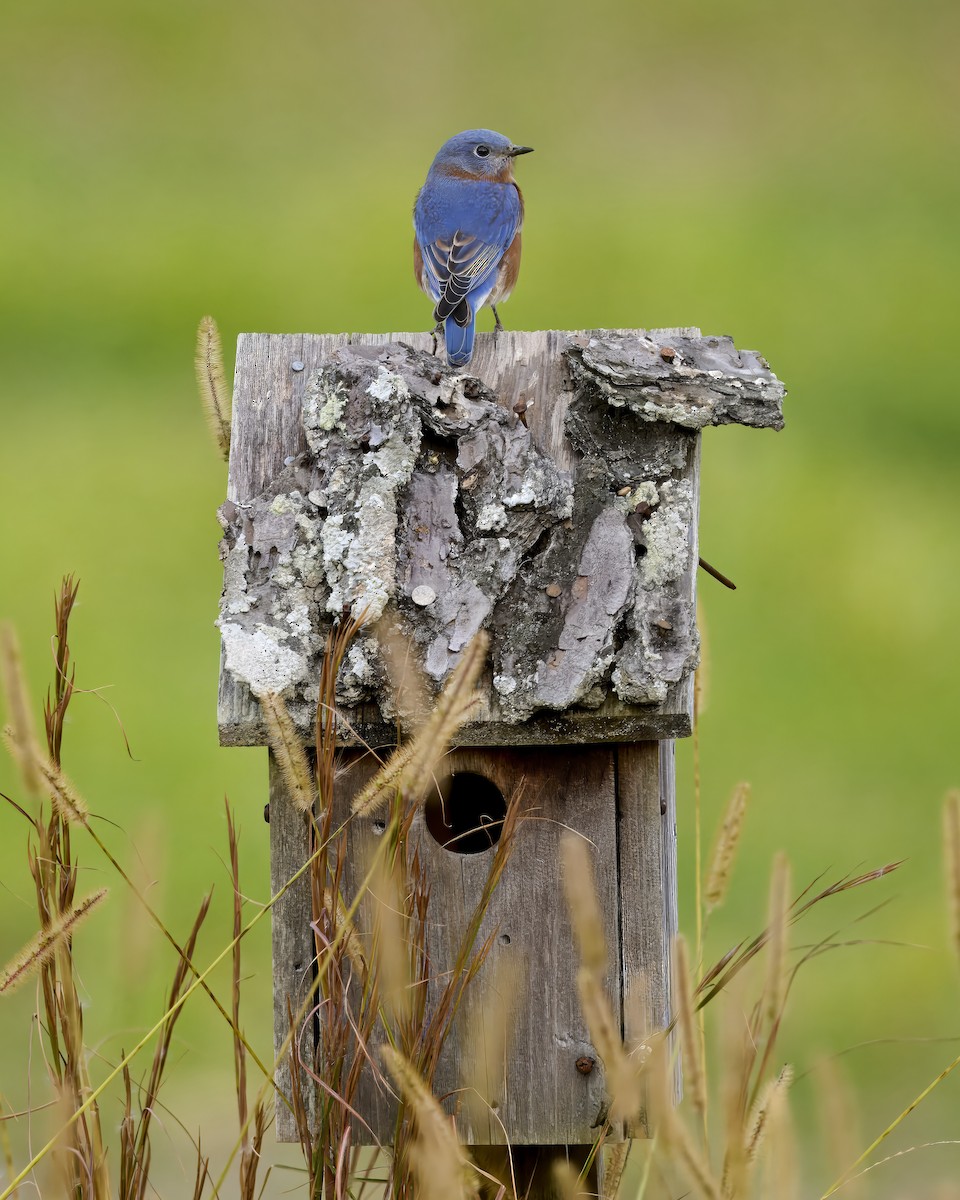 Eastern Bluebird - ML625525160