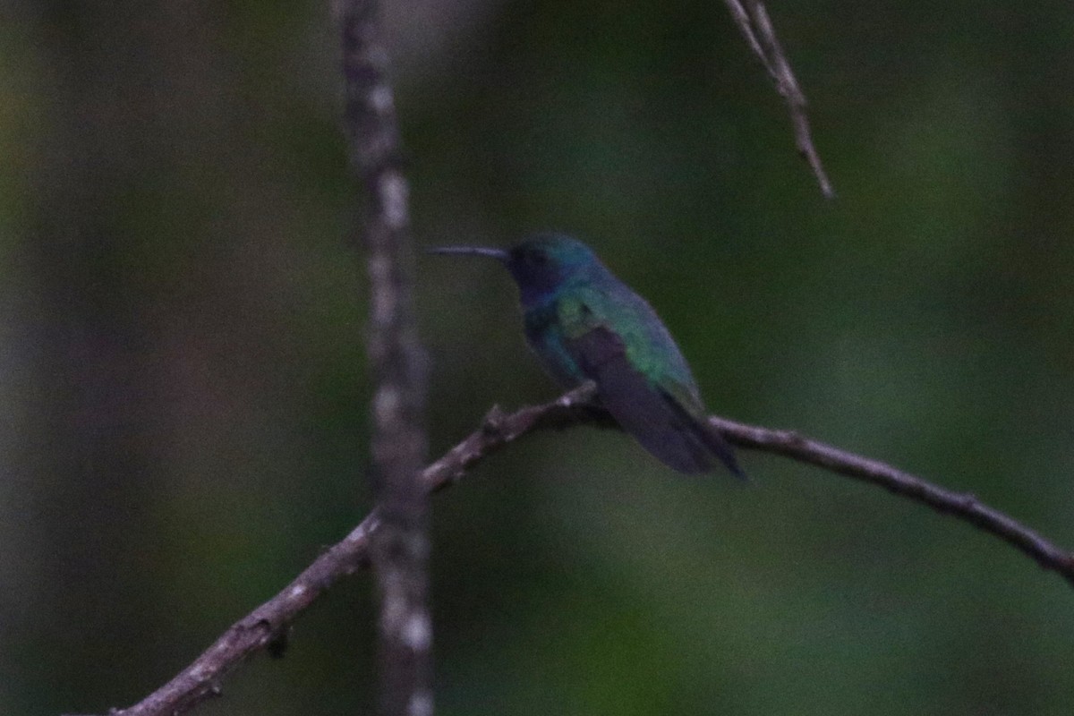 Sapphire-throated Hummingbird - ML625525289