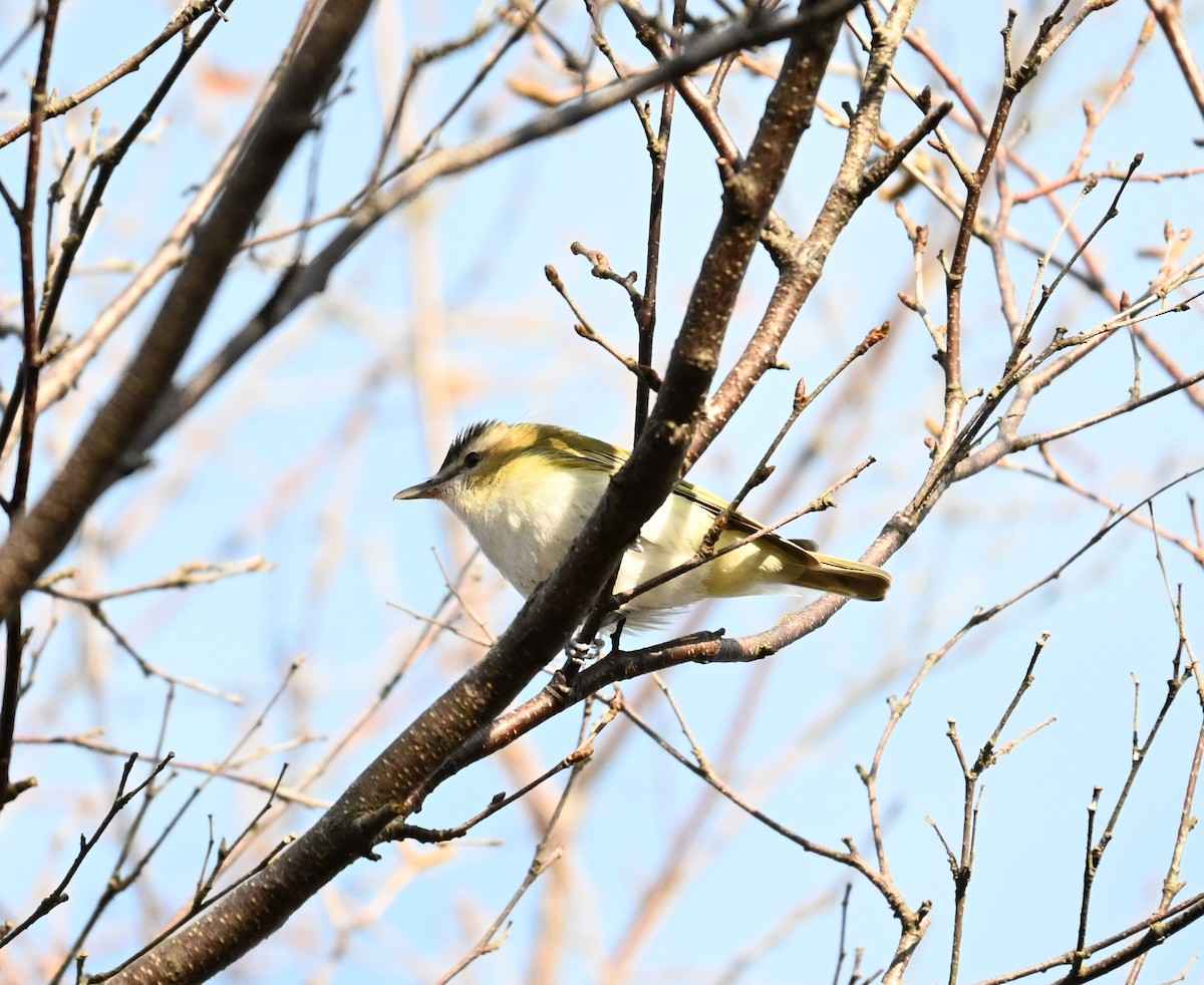 Red-eyed Vireo - ML625525321