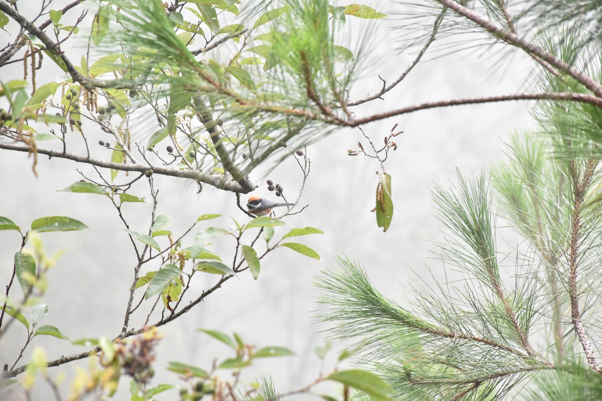 Black-throated Tit (Black-throated) - ML625525518