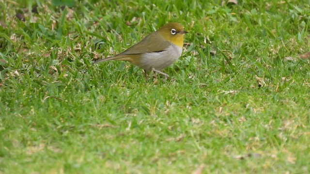 Silvereye - ML625525558