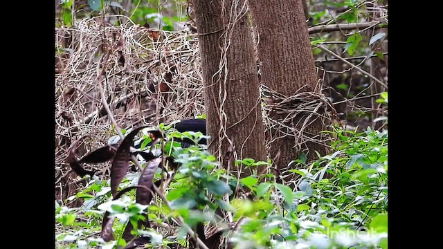 Gray Junglefowl - ML625525580