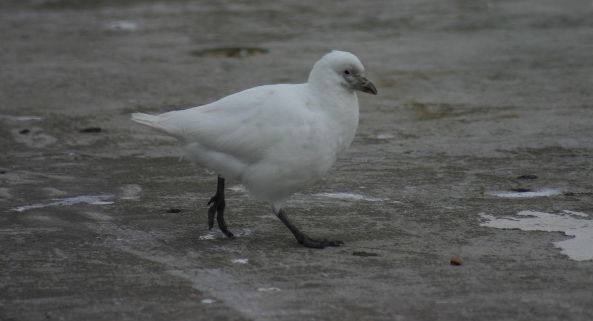 Snowy Sheathbill - ML625525597