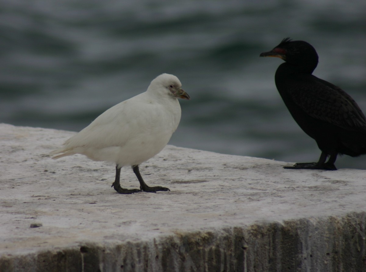 Snowy Sheathbill - ML625525598