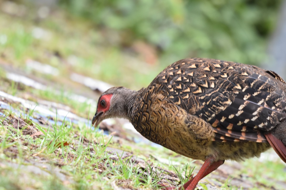 Swinhoe's Pheasant - ML625525650