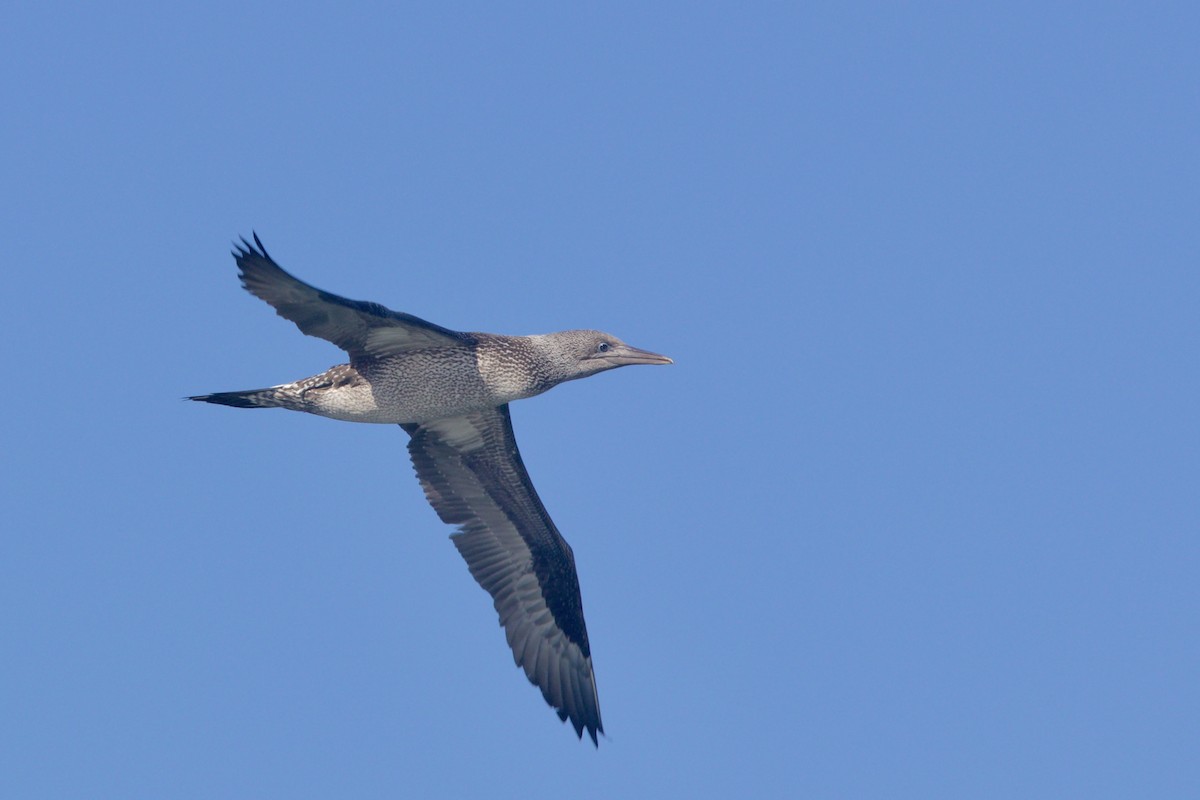 Northern Gannet - Alex Lin-Moore