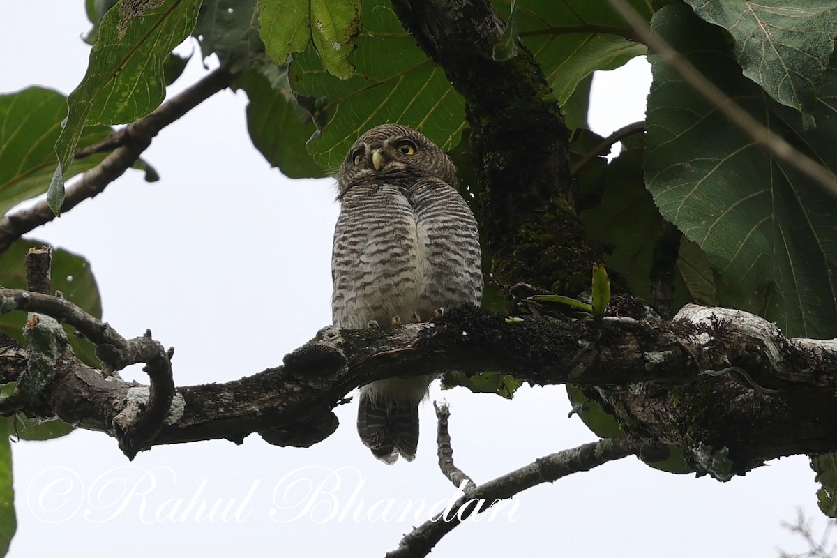 Jungle Owlet - ML625525711