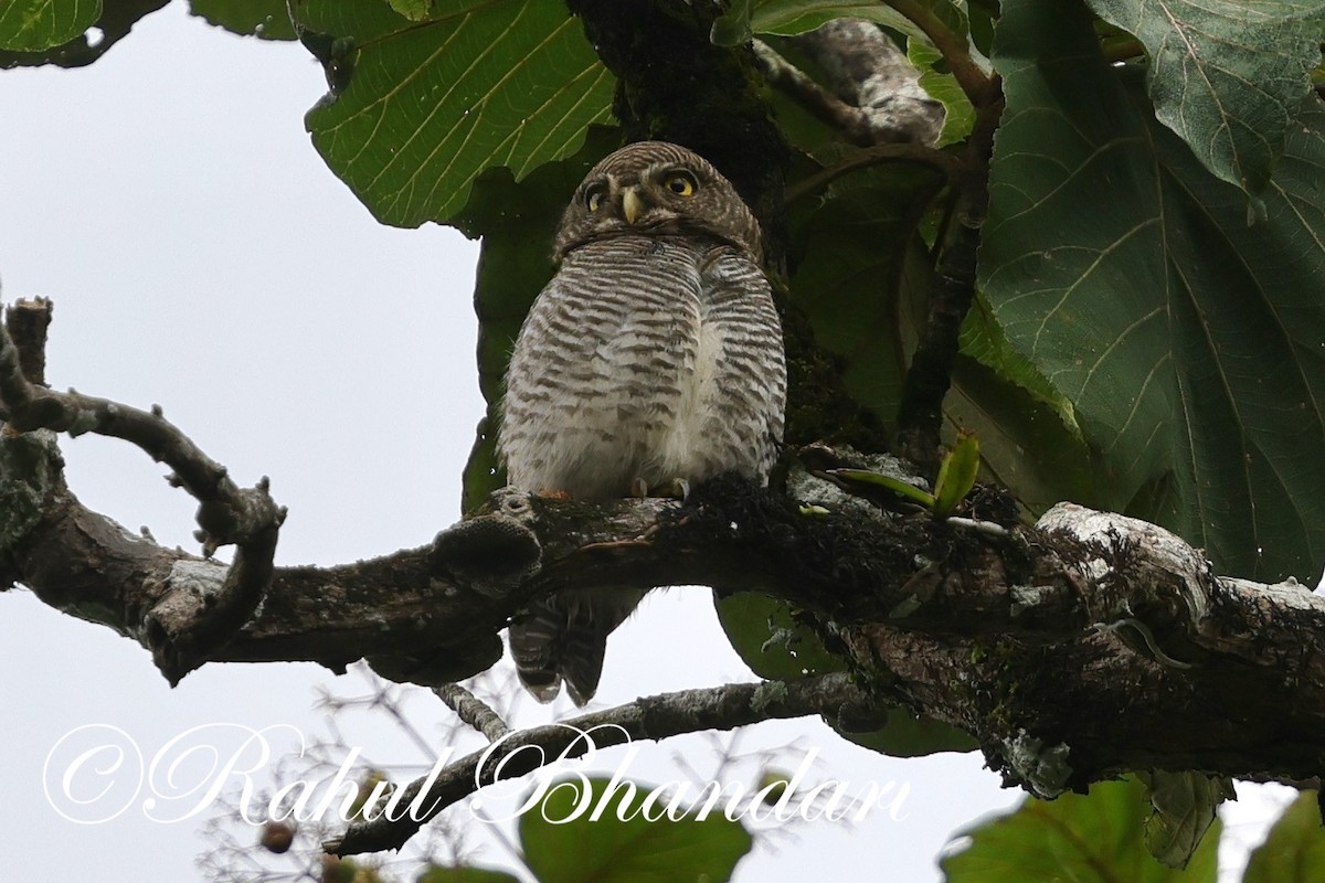 Jungle Owlet - ML625525712