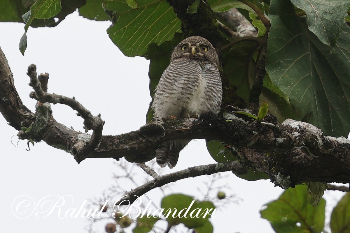 Jungle Owlet - ML625525714