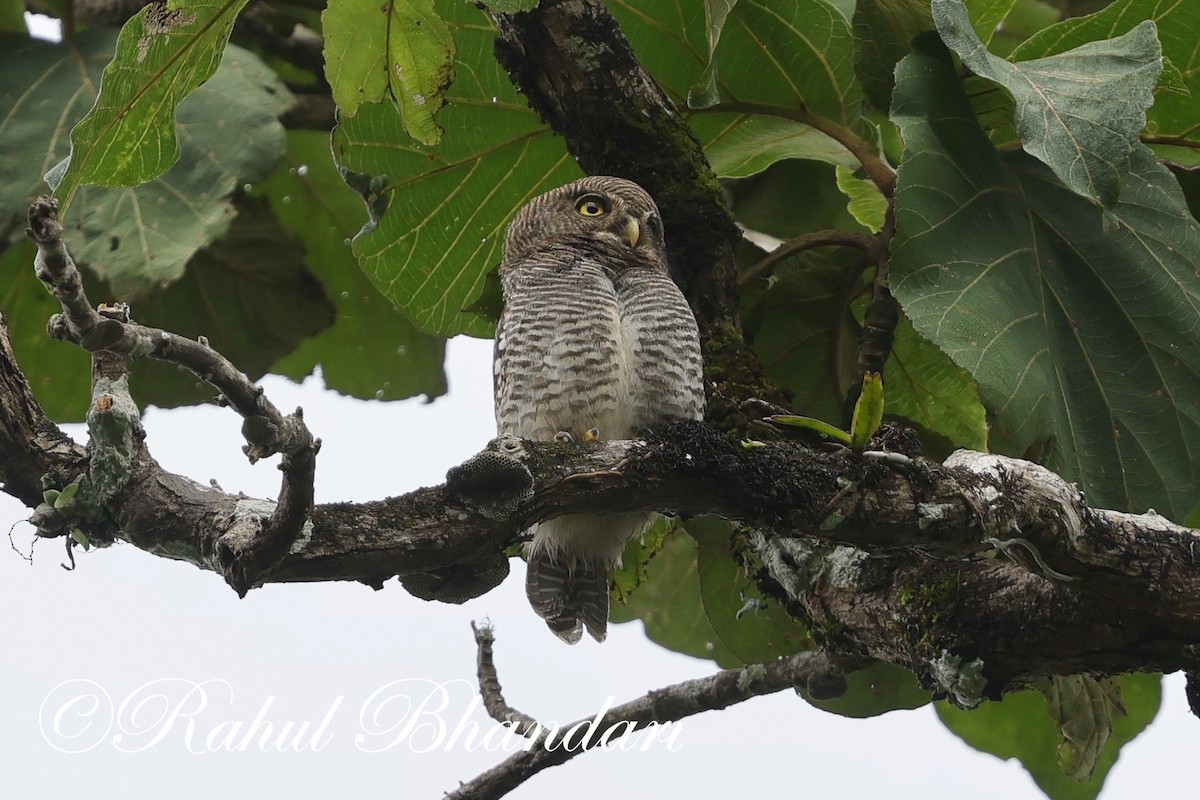 Jungle Owlet - ML625525715