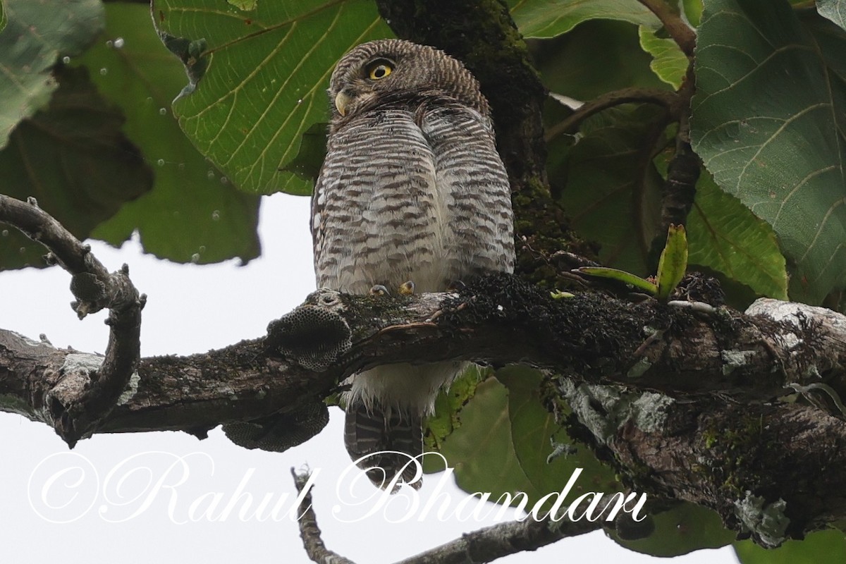 Jungle Owlet - ML625525716