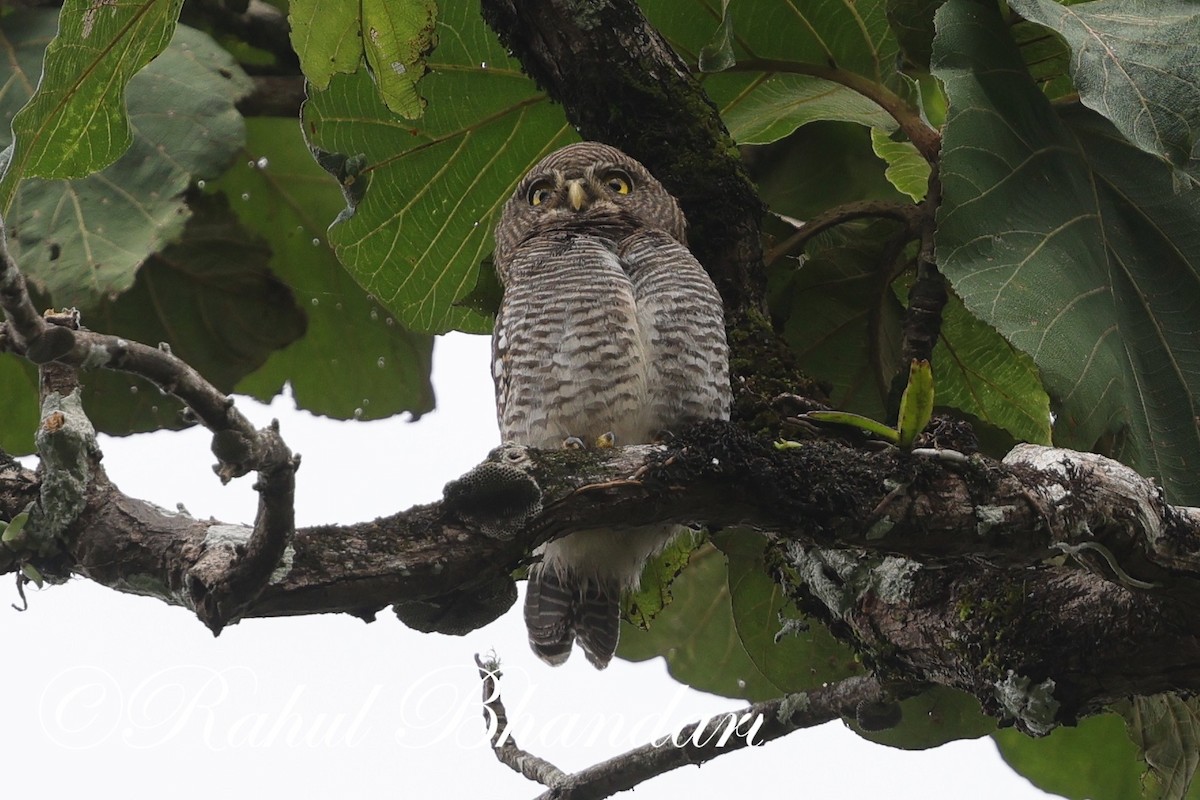 Jungle Owlet - ML625525717